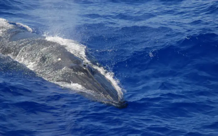 Gulf of Mexico Bryde's Whale