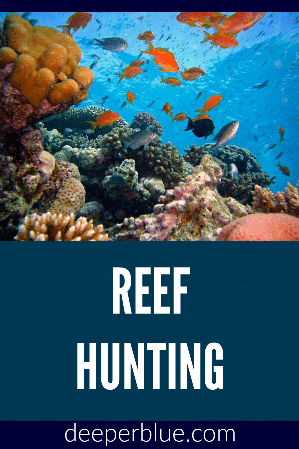 Reef Hunting