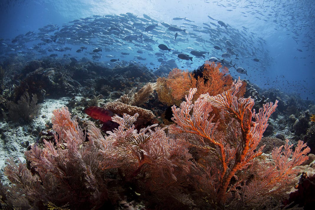 Amazing soft coral with schooling Jacks