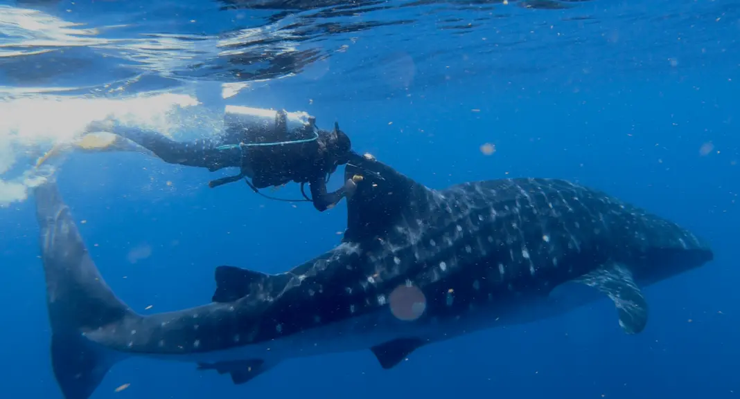 Who Needs GPS? Whale Shark Shows Incredible Navigation Skills