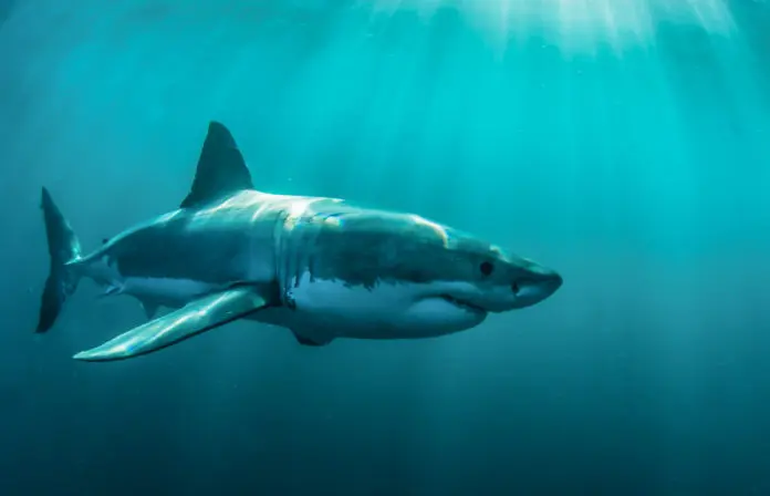 Great white shark underwater, Gansbaai, Western Cape, south Africa