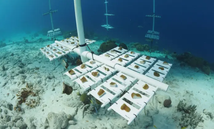 Bonaire Growing Boulder Corals
