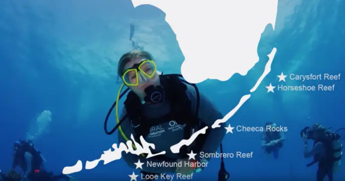 UAE Grants US$3.5 Million To Restore Reefs In The Florida Keys