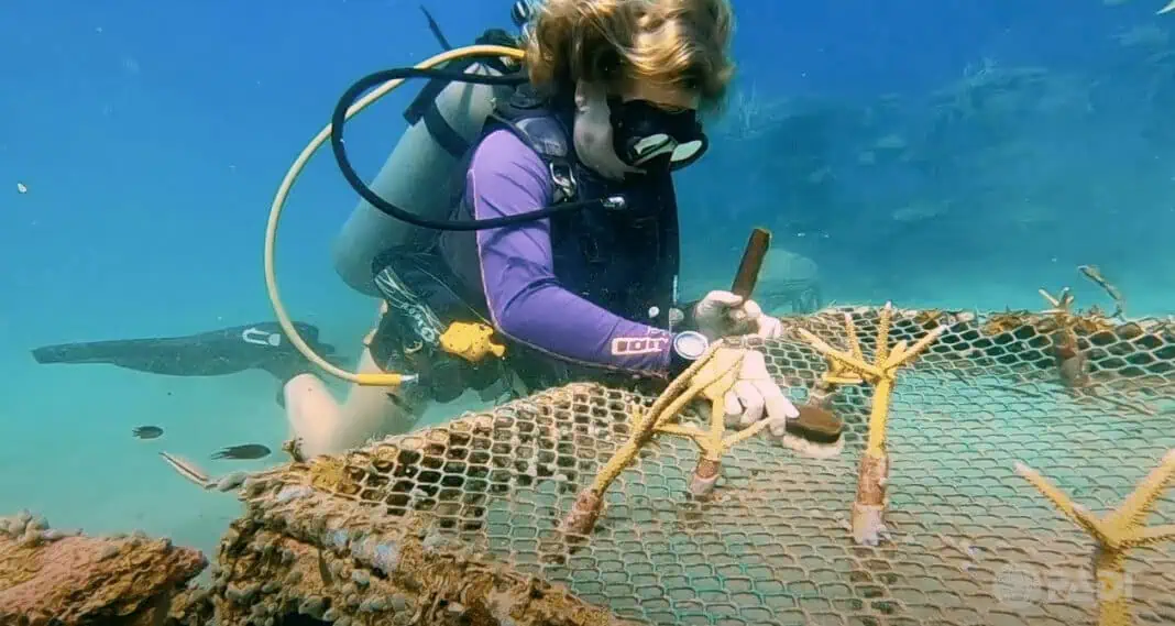 PADI Introduces Ways To Help Save the Ocean