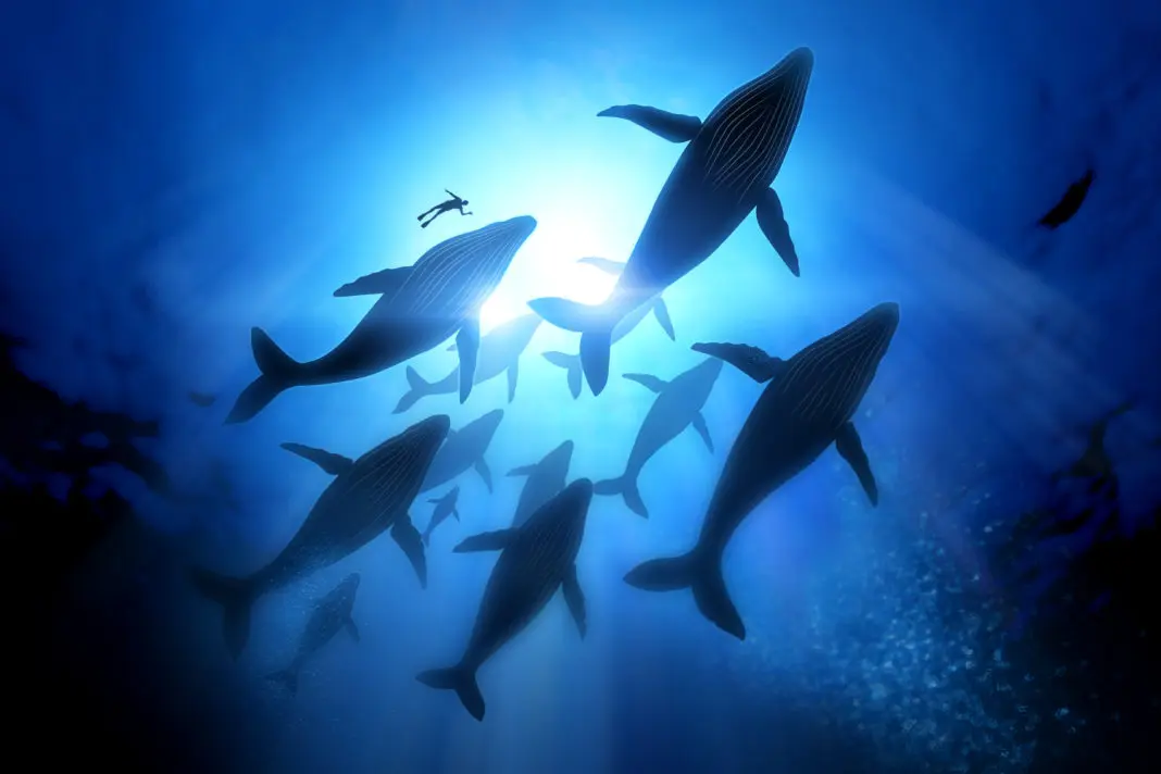 Humpback Whale Migration, A diver with a pod of humpback whales.