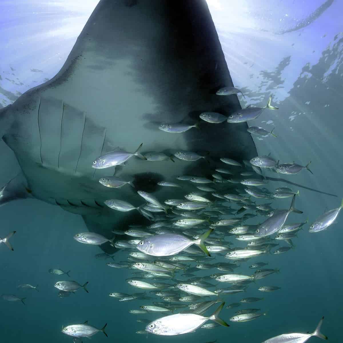 Meet The Giant Manta Rays Of The Mexican Caribbean Sea Deeperblue Com Meet The Giant Manta Rays Of The Mexican Caribbean Sea Deeperblue Com