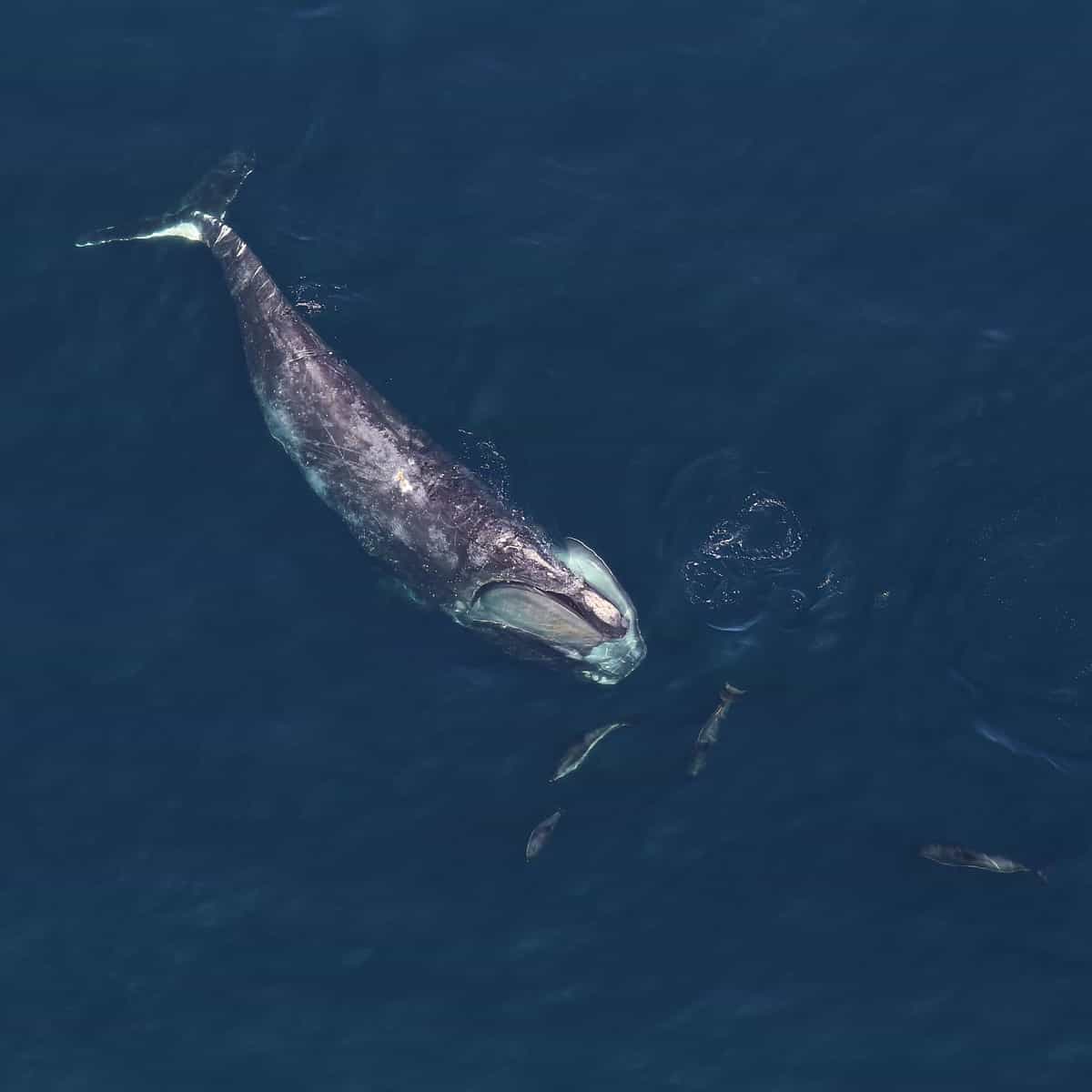 North Atlantic Right Whale Population Continuing to Decline thumbnail