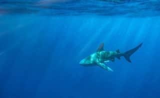 Bull Shark in Florida