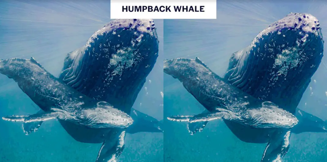 Pixel Photographs Illustrate the Tragedy Facing Marine Animals