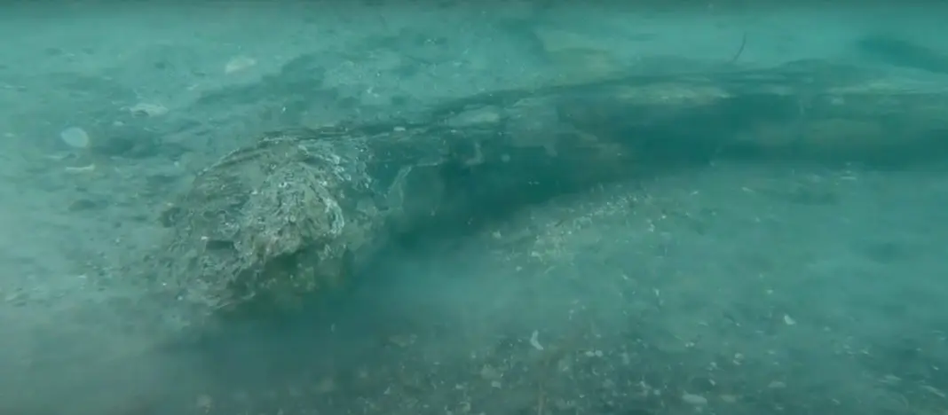 Divers Find Two Mammoth Tusks