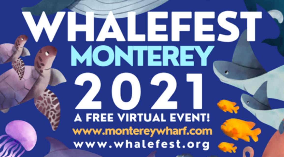 Virtual WhaleFest Monterey Starts This Week - DeeperBlue.com