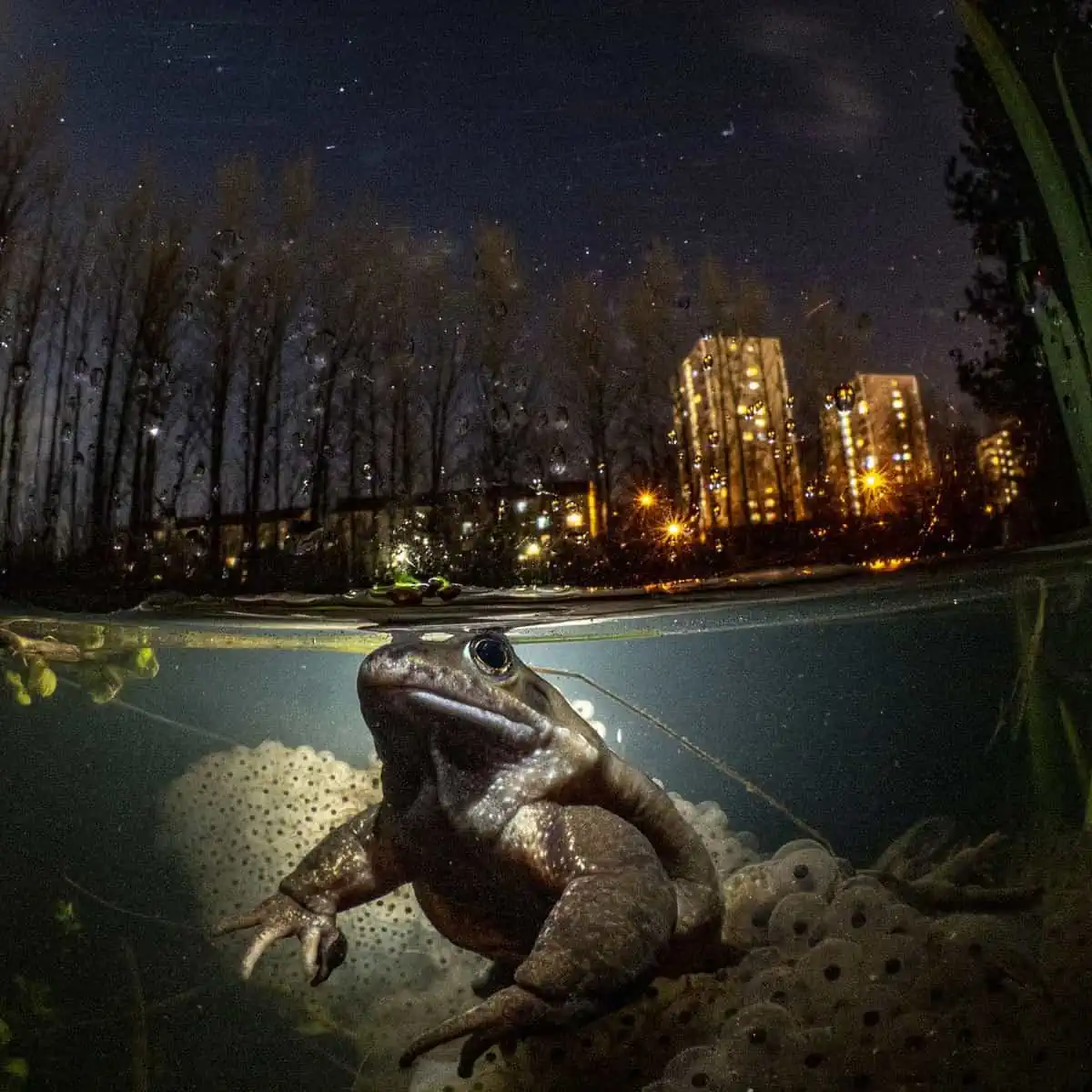 "While You Are Sleeping" © Mark Kirkland/UPY2021