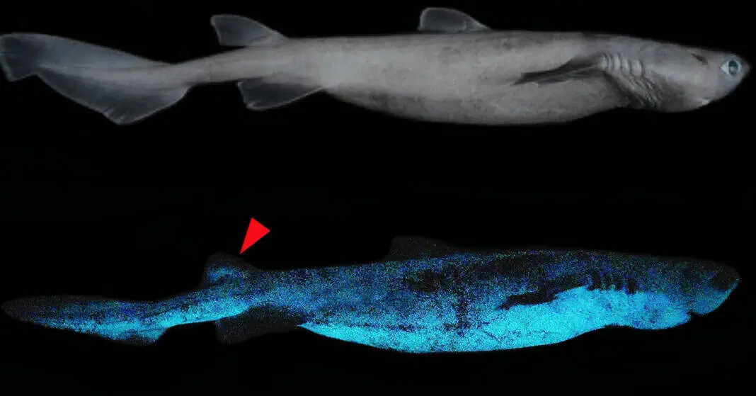 Bioluminscent Shark (Image credit: Frontiers in Marine Science)
