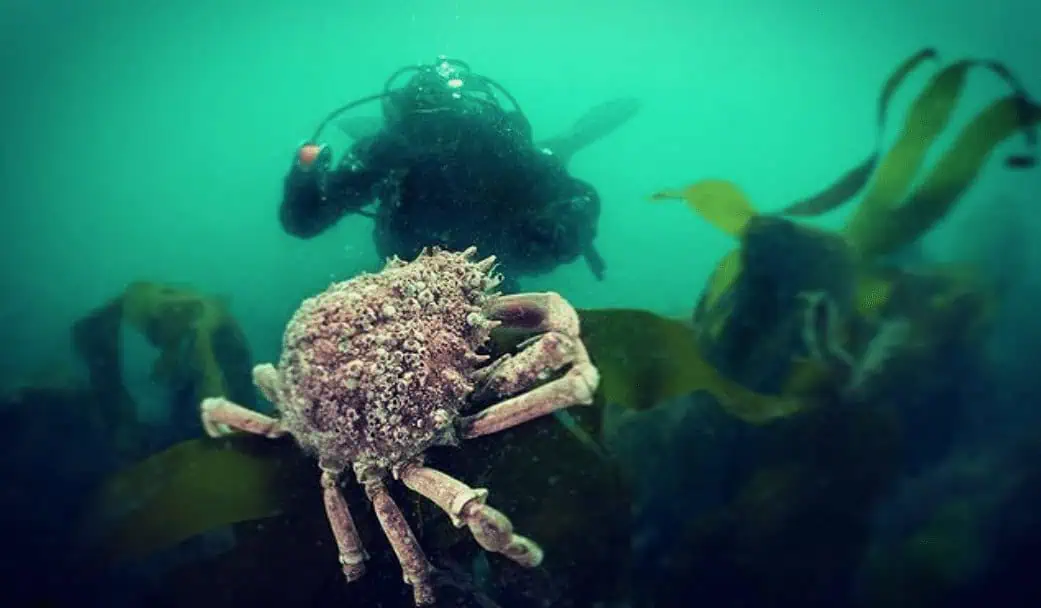 Crowdfunding Campaign Launched for U.K. Dive Expedition (Image credit: Andy Clark/Instagram)
