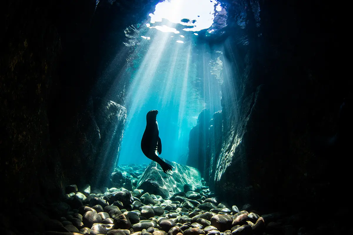 'Underwater Seascapes' Winner Nur Tucker