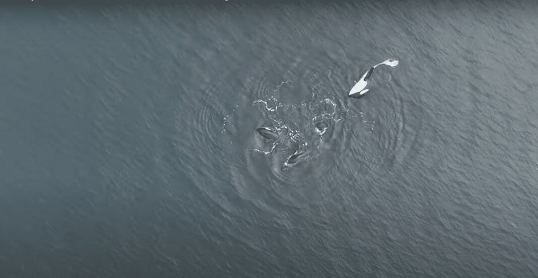 Complex social lives of orcas revealed by drone observation