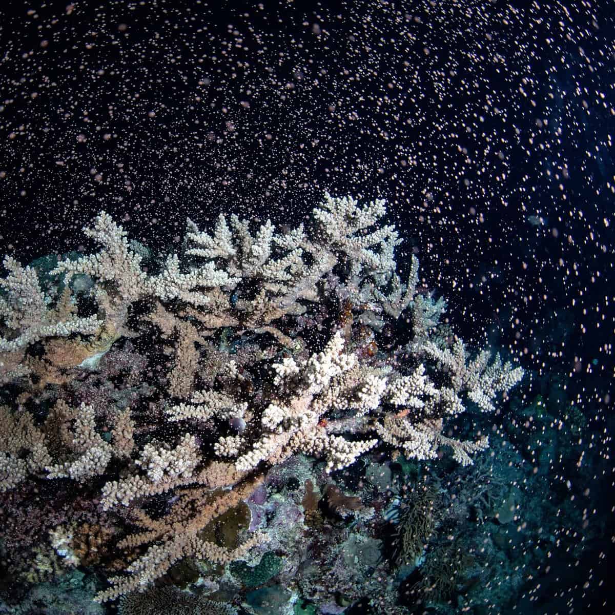Flynn Reef, Point Break acropora releasing @ Credit Gabriel Guzman Calypso Productions