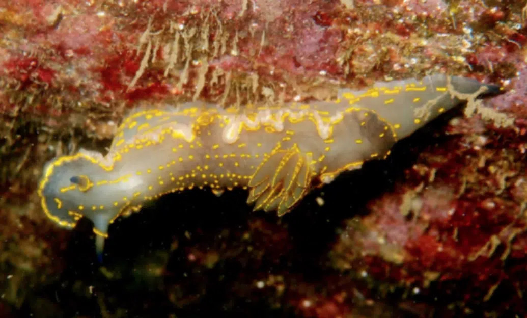 The sea slug 'Felimare picta' (Image credit: Manuel Ballesteros, University of Barcelona)