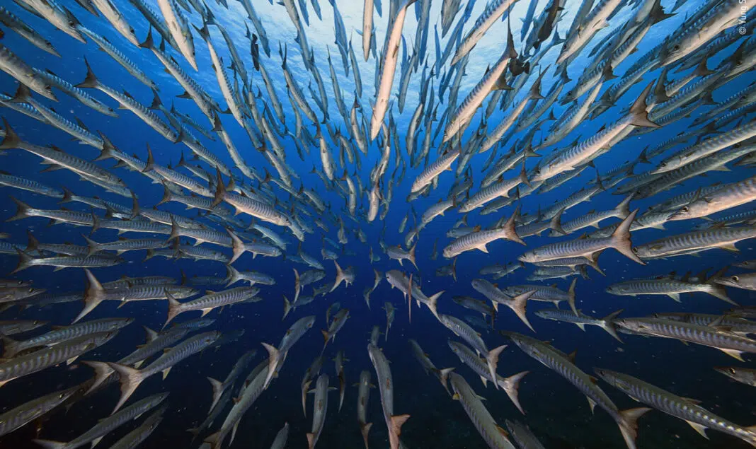 Barracudas (Image credit: Yung Sen Wu/Natural History Museum)