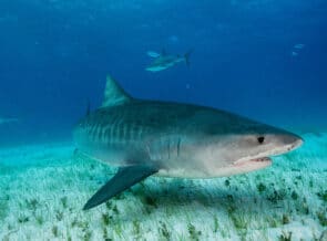 Climate Change Bringing Tiger Sharks To An Ocean Near You thumbnail