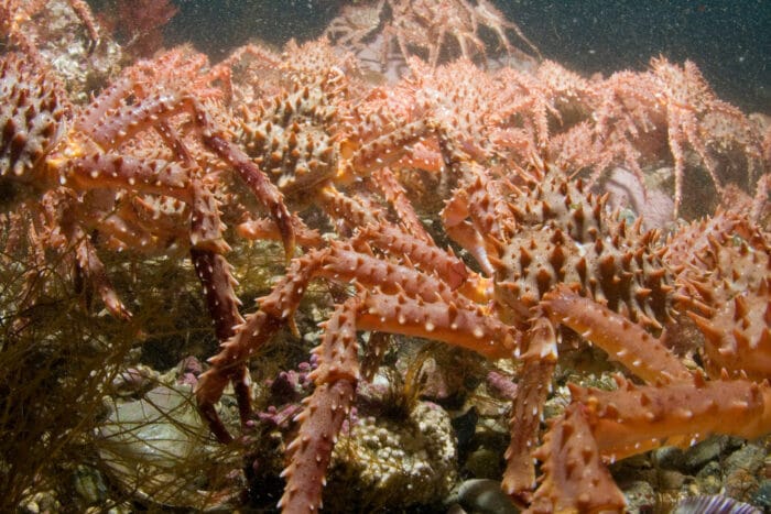 Colony of Red King Crabs