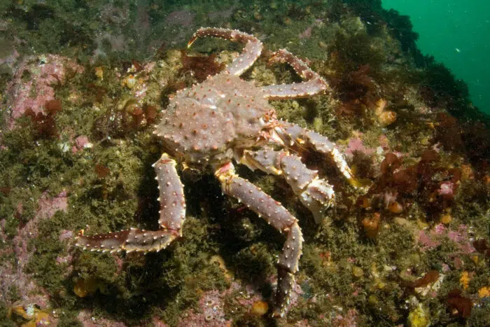 Red King Crab