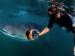 New Above & Below Photography Workshop Series in Mexico Announced thumbnail