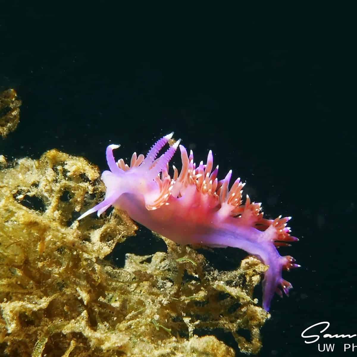 Flabellina are in abundance when Scuba Diving Spain