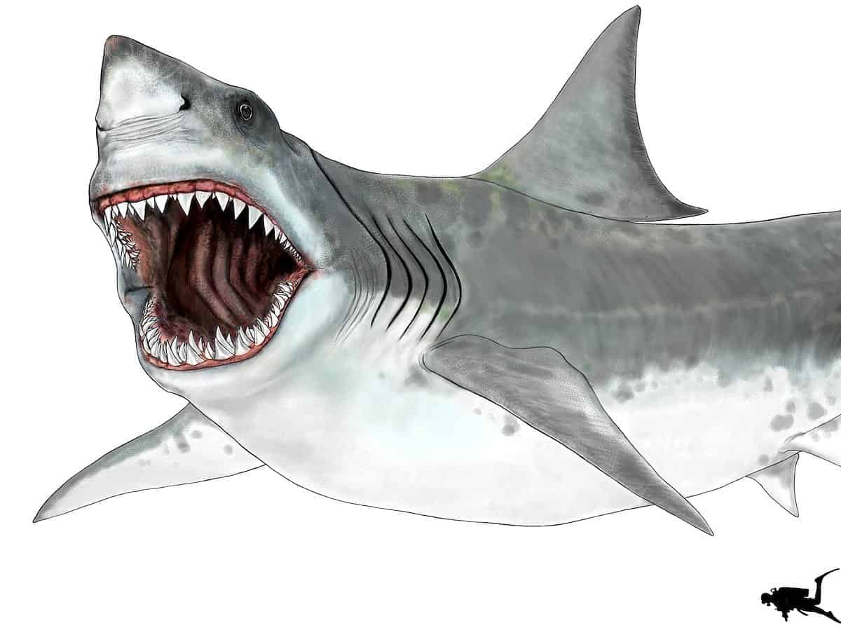 Scientists Still Don't Know What The Megalodon Really Looked Like -  