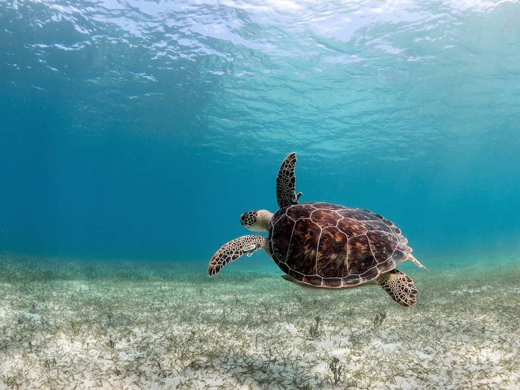 You can see Green turtles cruising when Scuba Diving Puerto Rico.