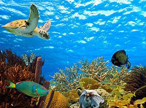 Caribbean Reefs Have Been Warming For Nearly 150 Years thumbnail