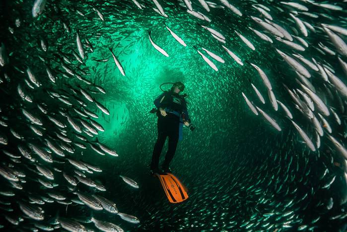 Cowley, Black Striped Salema and Diver. Photo By Mark B. Hatter