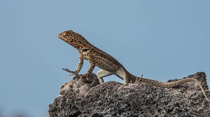 Galapagos Lava Lizard, Isla Bartolome. Photo By Mark B. Hatter