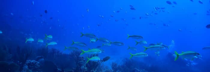 Gulf Of Mexico Loop Current Research Receives $7.6M Funding Boost - Vimarsana News