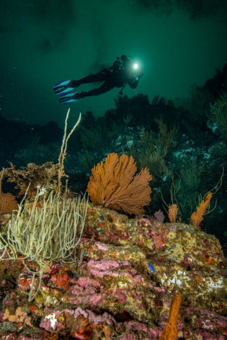 Isabela Punta Roca Vicente Seafans, Softies and Diver. Photo By Mark B. Hatter