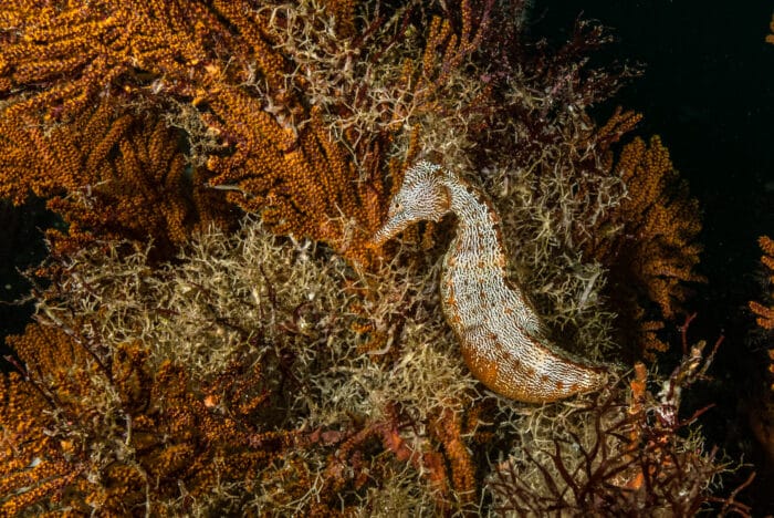 Isabela, Punta Roca Vicente Seahorse. Photo By Mark B. Hatter