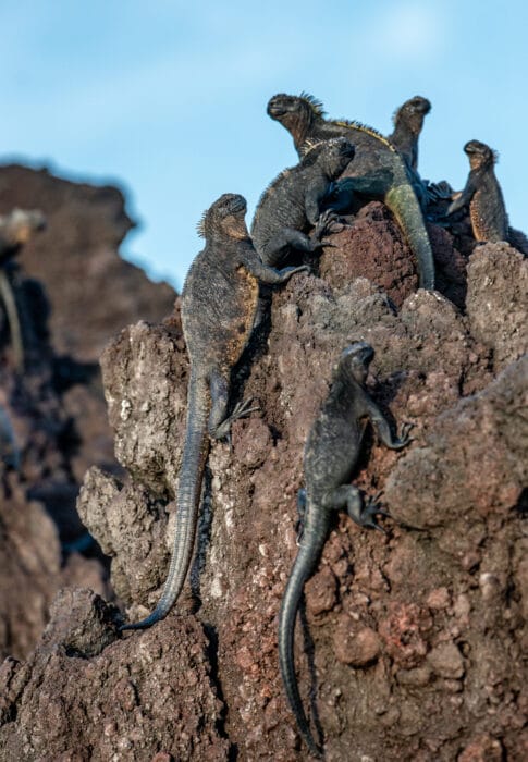 Isla Fernandina Marine Iguanas. Photo By Mark B. Hatter