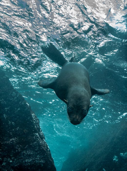 Sea Lion Juvinile at Landslide,Reef, Wolf Island. Photo By Mark B. Hatter