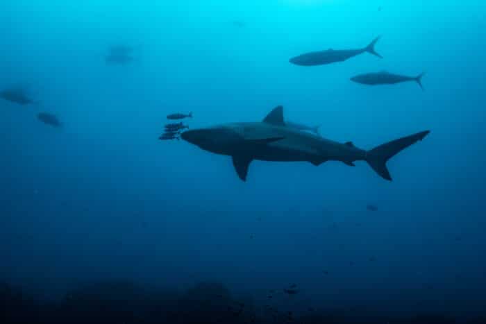 Wolf Island Galapagos Shark Drive-By. Photo By Mark B. Hatter