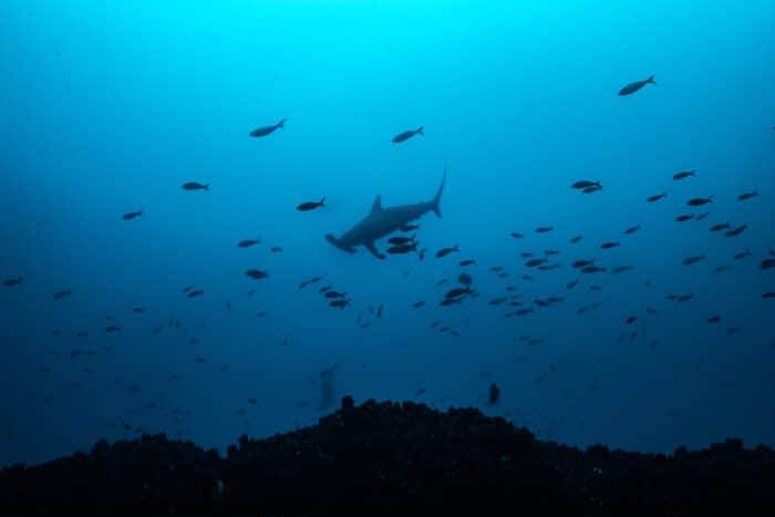 Wolf Island Scalloped hammerhead Drive-By. Photo By Mark B. Hatter