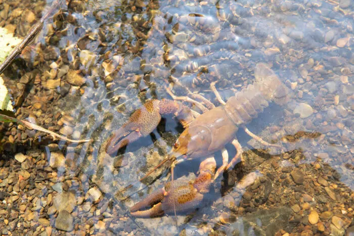 River Crawfish are one of the species you can experience when Texas Scuba Diving