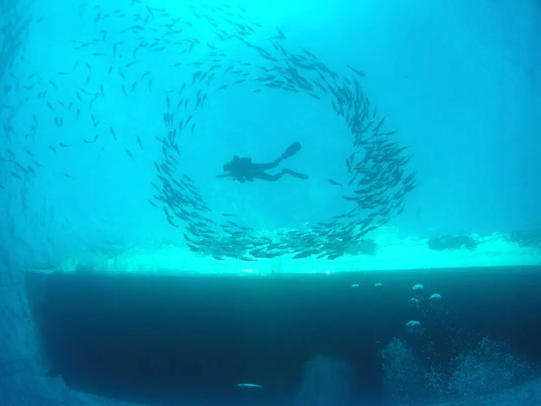 Diver Surfacing while Texas Scuba Diving