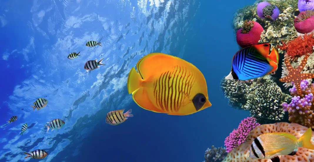 Reef fish (AdobeStock)