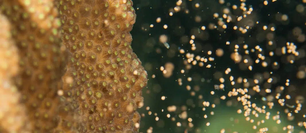 Coral Spawning (AdobeStock)