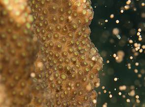 Curacao 2022 Coral Spawning Prediction Calendar Released thumbnail
