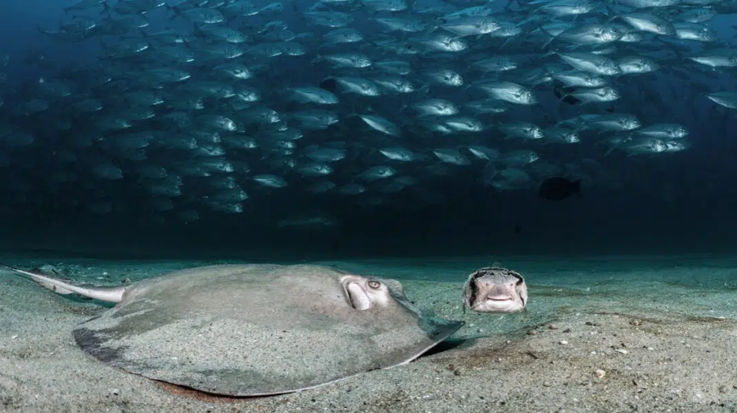 World Oceans Day First Place Underwater Seascapes by Nicholas Hahn