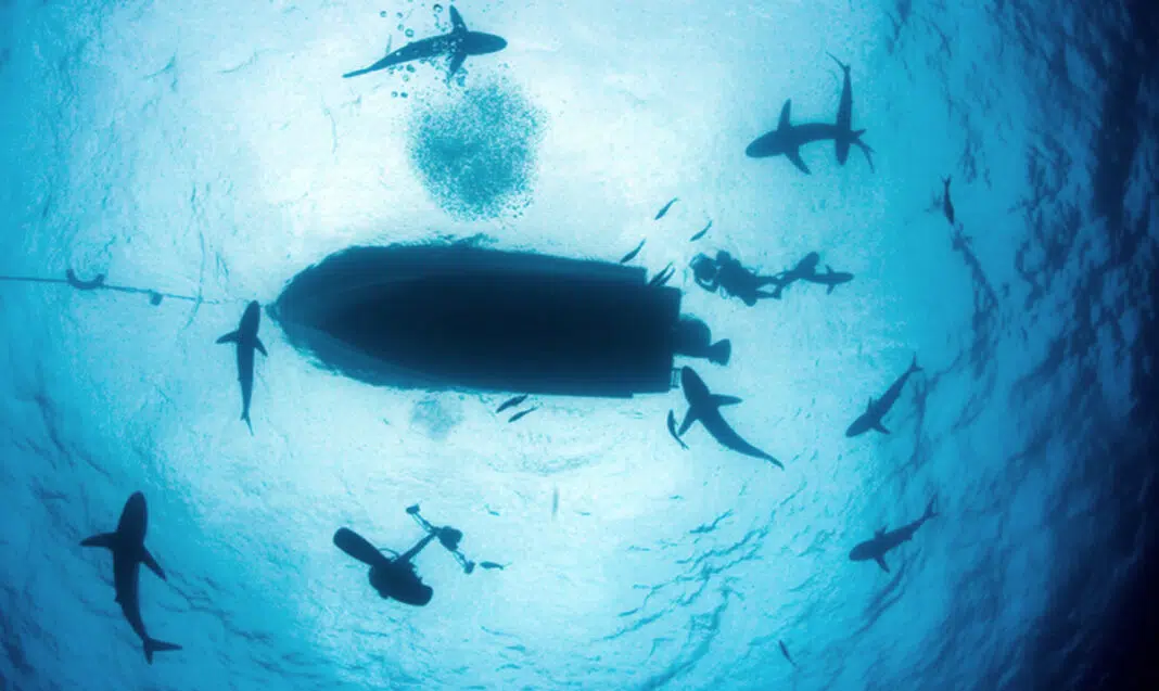 Mission Blue Opposes Shark Fishing Tournament (Image credit: Kip Evans/Mission Blue)