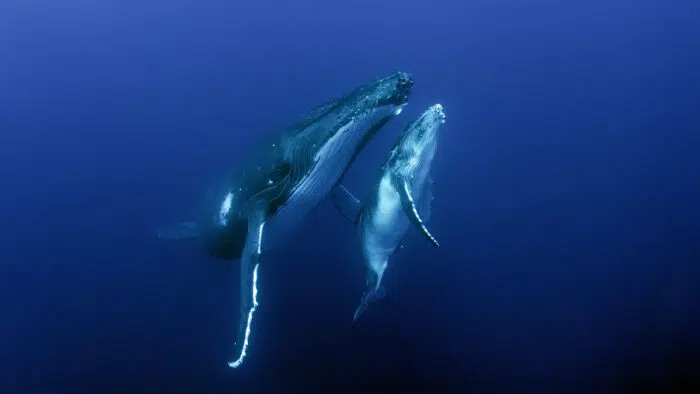 A mother humpback whale swims alongside her calf on their migration route through the South Pacific Ocean. Photo Credit: MacGillivray Freeman Films/Howard Hall