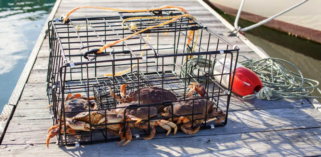 Seafood (AdobeStock)