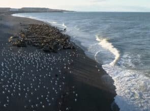 Mission Blue Recognizes New ‘Hope Spot’ Off Argentine Coast thumbnail